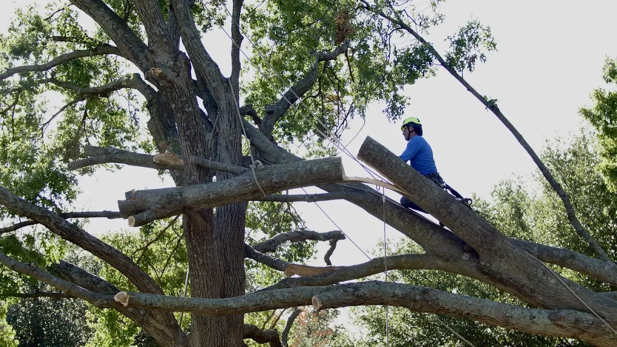Professional Hazardous Tree Removal performed by certified arborists in Sergeantsville